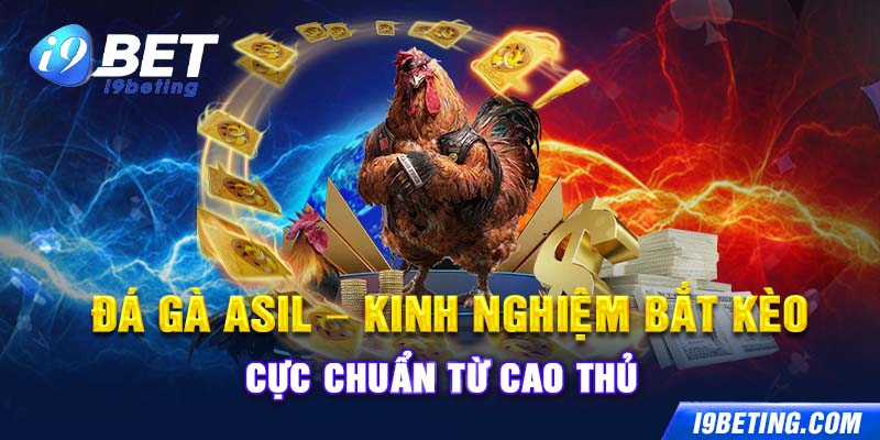 Đá Gà Asil - Kinh Nghiệm Bắt Kèo Cực Chuẩn Từ Cao Thủ