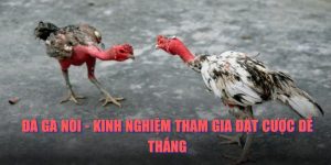 Đá Gà Nòi - Kinh Nghiệm Tham Gia Đặt Cược Dễ Thắng