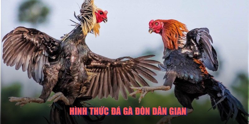 Hình thức chọi gà đòn mang lại nét truyền thống