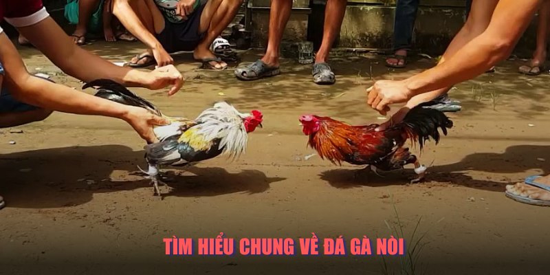 Những thông tin cơ bản về đá gà nòi 