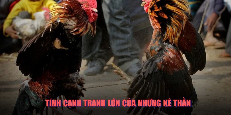 Tính cạnh tranh trong thi đấu đá gà cực kỳ cao