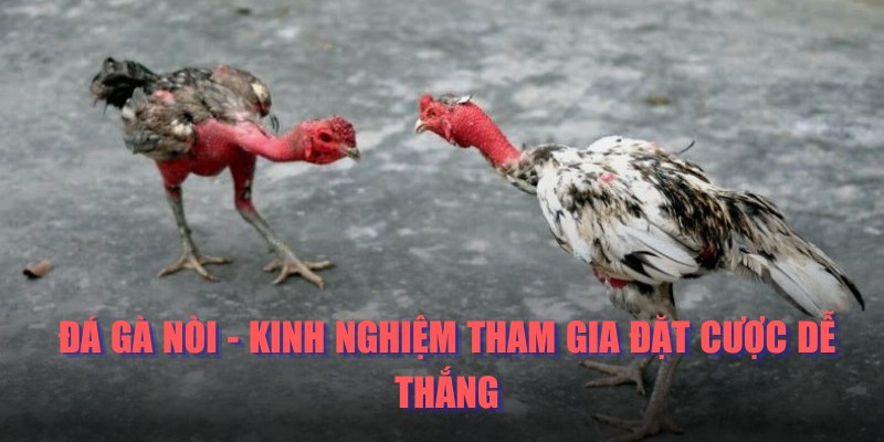 Đá Gà Nòi - Kinh Nghiệm Tham Gia Đặt Cược Dễ Thắng